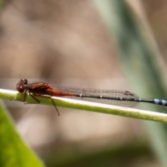 Xanthagrion erythroneurum (Red & Blue Damsel) at Stromlo, ACT - 2 Nov 2021 by SWishart