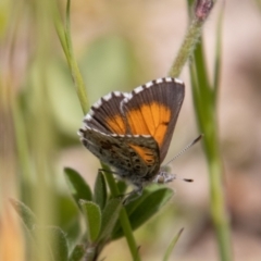 Lucia limbaria (Chequered Copper) at Cooleman Ridge - 2 Nov 2021 by SWishart