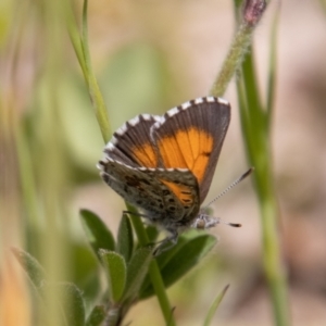 Lucia limbaria at Stromlo, ACT - 2 Nov 2021