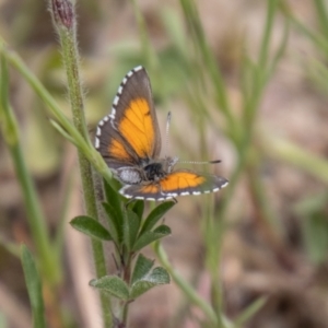 Lucia limbaria at Stromlo, ACT - 2 Nov 2021