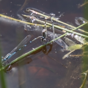 Austrolestes leda at Stromlo, ACT - 2 Nov 2021