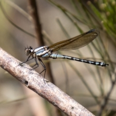 Diphlebia nymphoides (Arrowhead Rockmaster) at Stromlo, ACT - 3 Nov 2021 by SWishart