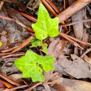 Hedera sp. (helix or hibernica) at Isaacs Ridge - 5 Nov 2021 04:05 PM