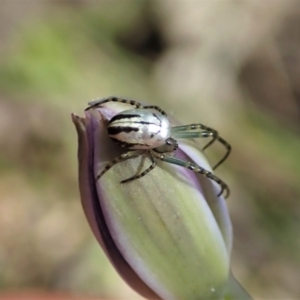 Leucauge dromedaria at Bango, NSW - 2 Nov 2021