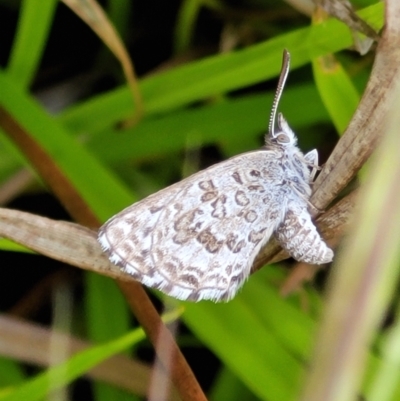 Lucia limbaria (Chequered Copper) at Stromlo, ACT - 5 Nov 2021 by trevorpreston
