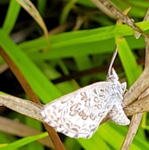 Lucia limbaria at Stromlo, ACT - 5 Nov 2021