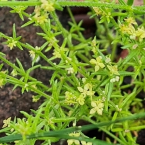 Galium gaudichaudii subsp. gaudichaudii at Isaacs, ACT - 5 Nov 2021