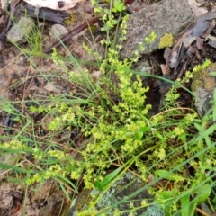 Galium gaudichaudii subsp. gaudichaudii at Isaacs, ACT - 5 Nov 2021 04:28 PM