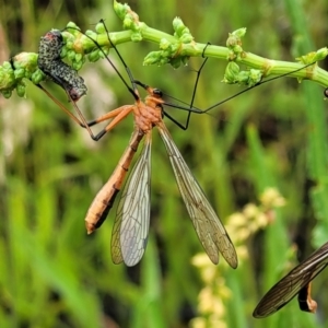 Harpobittacus australis at Stromlo, ACT - 5 Nov 2021