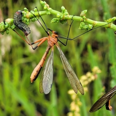 Harpobittacus australis (Hangingfly) at Lower Molonglo - 5 Nov 2021 by tpreston