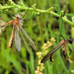 Harpobittacus australis at Stromlo, ACT - 5 Nov 2021