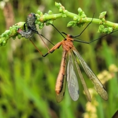 Harpobittacus australis at Stromlo, ACT - 5 Nov 2021