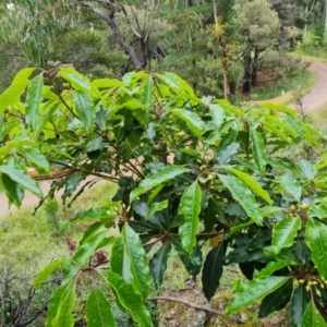 Pittosporum undulatum at Isaacs, ACT - 5 Nov 2021 04:24 PM