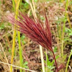 Bromus rubens (Red Brome) at Stromlo, ACT - 5 Nov 2021 by tpreston