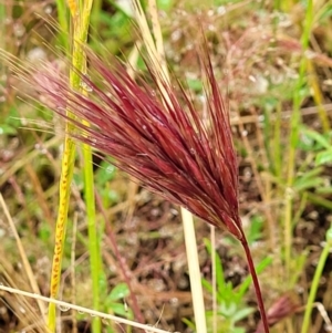 Bromus rubens at Stromlo, ACT - 5 Nov 2021