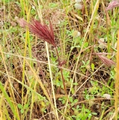 Bromus rubens at Stromlo, ACT - 5 Nov 2021