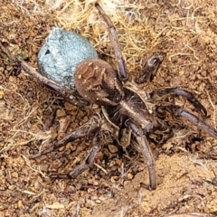 Tasmanicosa sp. (genus) (Unidentified Tasmanicosa wolf spider) at Stromlo, ACT - 5 Nov 2021 by tpreston