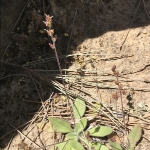 Plantago hispida at Bungonia, NSW - 31 Oct 2021