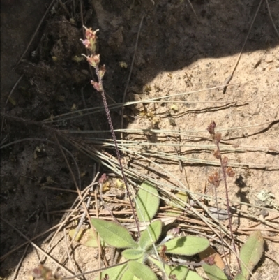 Plantago hispida (Hairy Plantain) at Bungonia State Conservation Area - 31 Oct 2021 by Tapirlord