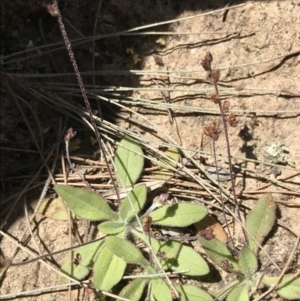 Plantago hispida at Bungonia, NSW - 31 Oct 2021
