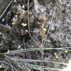 Plantago hispida at Bungonia, NSW - 31 Oct 2021