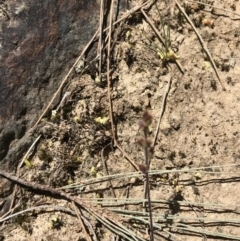 Plantago hispida at Bungonia, NSW - 31 Oct 2021