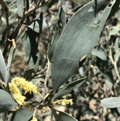 Acacia binervia (Coastal Myall, Kai'arrewan) at Bungonia State Conservation Area - 31 Oct 2021 by Tapirlord