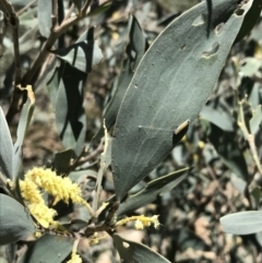Acacia binervia (Coastal Myall, Kai'arrewan) at Bungonia State Conservation Area - 31 Oct 2021 by Tapirlord