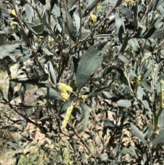 Acacia binervia at Bungonia, NSW - 31 Oct 2021