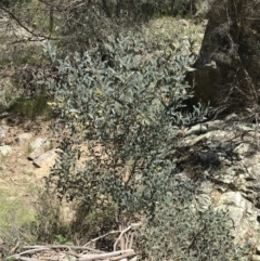 Acacia binervia at Bungonia, NSW - 31 Oct 2021 01:46 PM