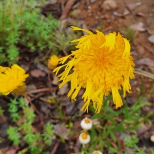 Podolepis jaceoides at Karabar, NSW - 5 Nov 2021