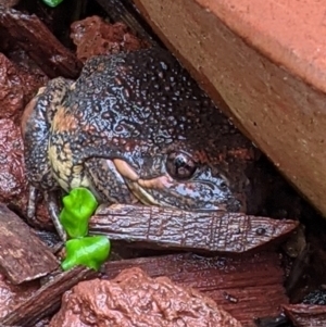 Limnodynastes dumerilii at Ngunnawal, ACT - 5 Nov 2021