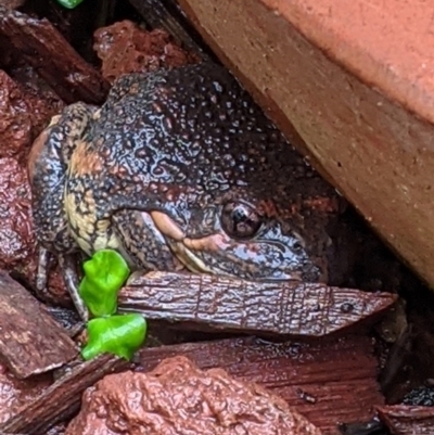 Limnodynastes dumerilii (Eastern Banjo Frog) at Ngunnawal, ACT - 5 Nov 2021 by Sars