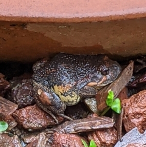 Limnodynastes dumerilii at Ngunnawal, ACT - 5 Nov 2021