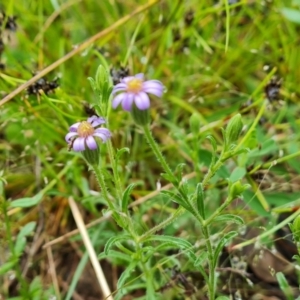 Vittadinia cuneata var. cuneata at Isaacs, ACT - 5 Nov 2021