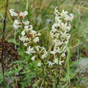 Stackhousia monogyna at Isaacs, ACT - 5 Nov 2021