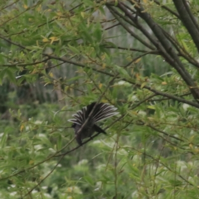 Rhipidura albiscapa (Grey Fantail) at Wollondilly River Corridor, Goulburn - 5 Nov 2021 by Rixon