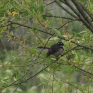 Rhipidura albiscapa at Goulburn, NSW - 5 Nov 2021