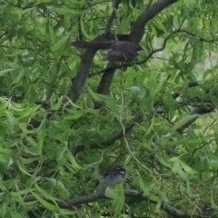 Rhipidura albiscapa at Goulburn, NSW - 5 Nov 2021