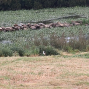 Vanellus miles at Goulburn, NSW - 5 Nov 2021