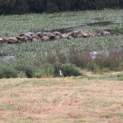 Vanellus miles (Masked Lapwing) at Goulburn Wetlands - 5 Nov 2021 by Rixon
