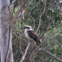 Dacelo novaeguineae (Laughing Kookaburra) at Goulburn, NSW - 5 Nov 2021 by Rixon