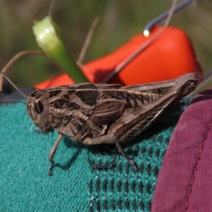 Perunga ochracea at Harrison, ACT - 3 Nov 2021 10:27 AM