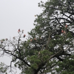 Eolophus roseicapilla (Galah) at Goulburn, NSW - 5 Nov 2021 by Rixon