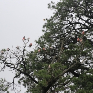 Eolophus roseicapilla at Goulburn, NSW - 5 Nov 2021