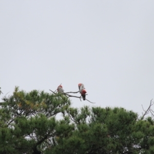 Eolophus roseicapilla at Goulburn, NSW - 5 Nov 2021