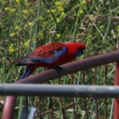 Platycercus elegans (Crimson Rosella) at Budjan Galindji (Franklin Grassland) Reserve - 3 Nov 2021 by AndyRoo