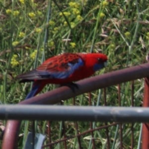 Platycercus elegans at Harrison, ACT - 3 Nov 2021