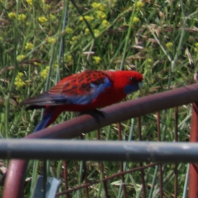 Platycercus elegans (Crimson Rosella) at Harrison, ACT - 2 Nov 2021 by AndyRoo