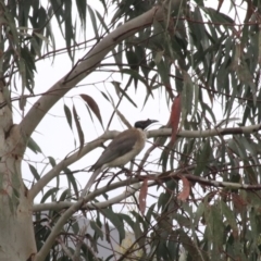 Philemon corniculatus (Noisy Friarbird) at Wollondilly River Corridor, Goulburn - 5 Nov 2021 by Rixon